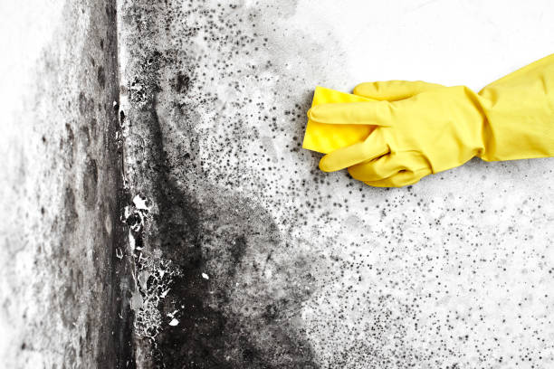 Best Industrial Mold Remediation in Maryville, MO