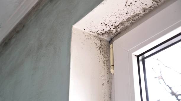 Best Kitchen Mold Remediation in Maryville, MO