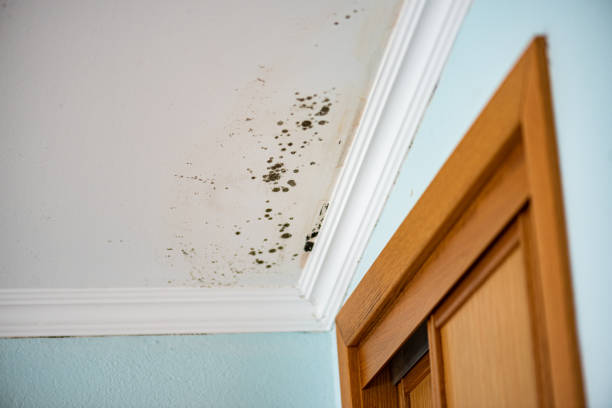 Reliable Maryville, MO Mold Remediation Solutions